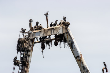 Cormoran birds took over a wreck ship