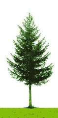 vector illustration of green pine tree on  white background