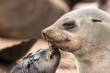 baby seal with its mother