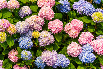 Bunch of colorful flowers