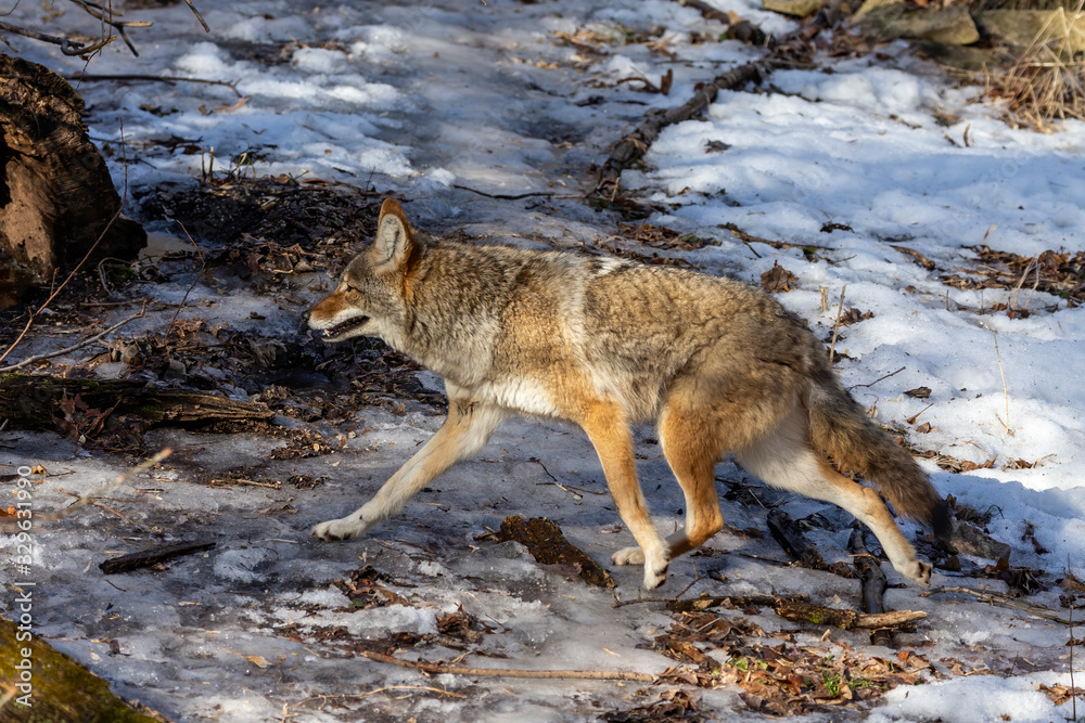 Sticker The coyote (Canis latrans) is native animal to North America