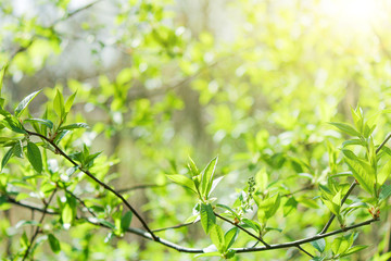 Fototapeta na wymiar young green leaves bloom on a tree in spring after winter.