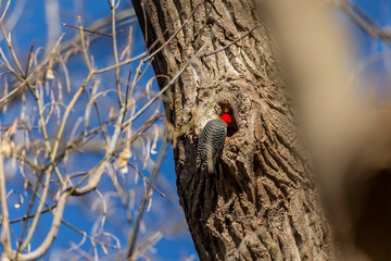 The red-bellied woodpecker looking a cavity for nesting. The red- bellied woodpecker  is American native bird