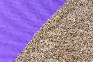 Seed of birdseed, food for birds, displayed in containers on colorful background