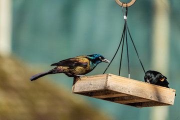 Bird. The common grackle. North American bird, northern birds migrate in flocks to the southeastern...