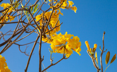 Yellow flowers under blue sky, bush in bloom, close up