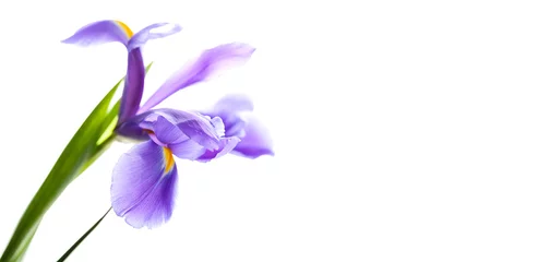 Fototapeten Purple flower Iris Laevigata isolated on white © evannovostro