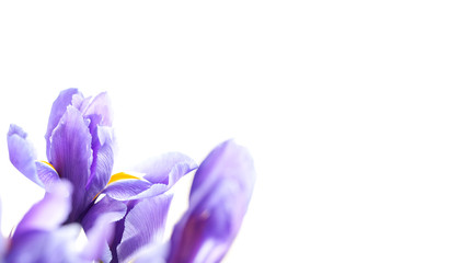 Iris Laevigata. Purple iris flowers isolated on white
