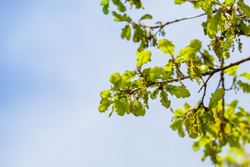 Oak tree branches in bloom under blue sky