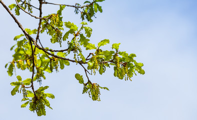 Oak tree branches in bloom