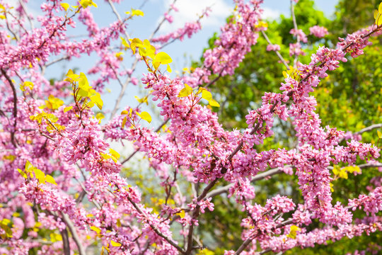 Pink flowers at sunny day, Cercis siliquastrum in bloom