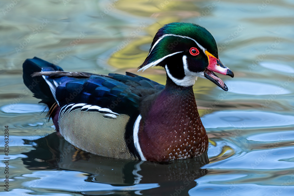 Sticker Duck. Wood duck, drake. Beautiful american duck.