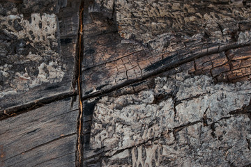 madera agrietada y vieja. textura de corteza. macro de arbol maltratado con tonos frios