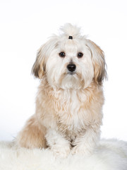 Havanese dog portrait in a studio with white background.