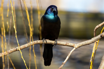 Bird. The common grackle. North American bird, northern birds migrate in flocks to the southeastern United States.