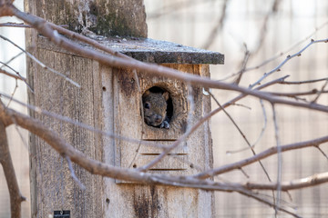 Easern gray  squirrel watching from birdhouse.