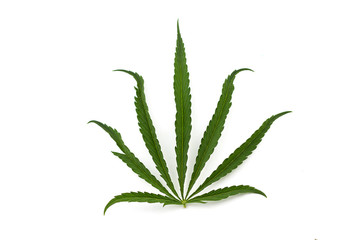 cannabis leaf on a white background. Green twig of hemp