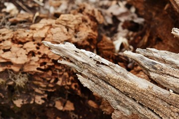 Rotted and weathered tree trunk