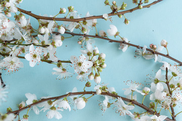 Blossom plum branch on a blue background