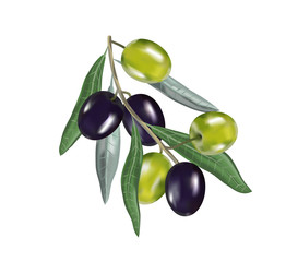 Olive oil with branch. Realistic 3d fruits. Drop of oil splash.