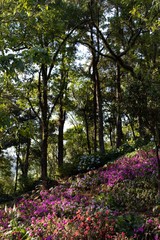 pink flowers in the park