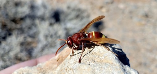 ant on leaf