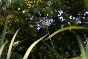 blue flower in the garden