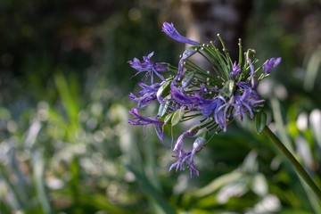 purple flowers in the garden