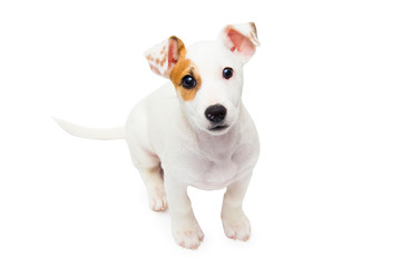 Fototapeta premium Jack Russell Terrier puppy sitting on diapers isolated on a white background
