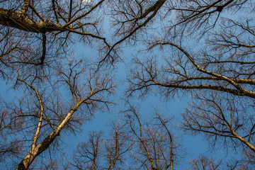 branches of a tree