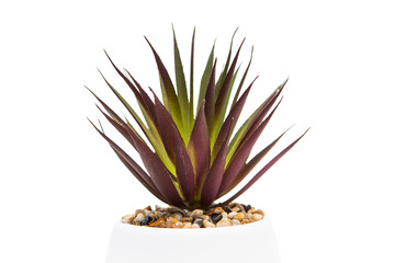 Indoor green plant on a white background