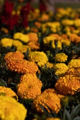 yellow flowers in the garden