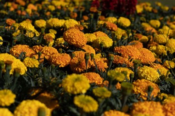 yellow flowers in garden