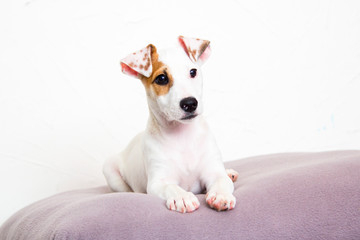 Jack Russell Terrier puppy on a white background