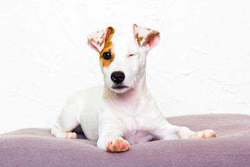 Jack Russell Terrier puppy on a white background