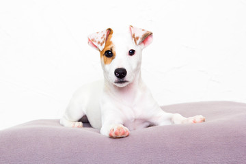 Jack Russell Terrier puppy on a white background