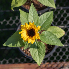 sunflower in the garden