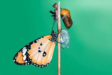 Amazing moment ,Monarch Butterfly, pupae and cocoons are suspended. Concept transformation of...