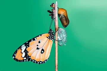 Fototapeten Erstaunlicher Moment, Monarchfalter, Puppen und Kokons werden ausgesetzt. Konzepttransformation von Butterfly © blackdiamond67