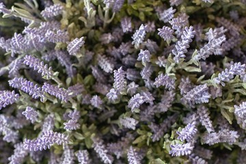 flowers in the garden