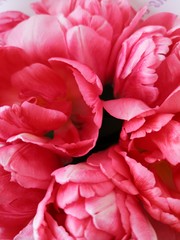 pink flower petals on spring background