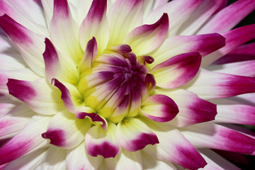 Detail einer Dahlienblüte weiß und lila 