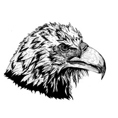 eagle drawing