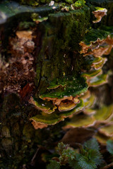 old stump