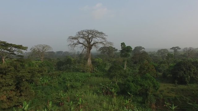 Aerial Moving Forward Toward Large African Tree