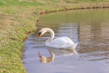 The mute swan is a species of swan and a member of the waterfowl family