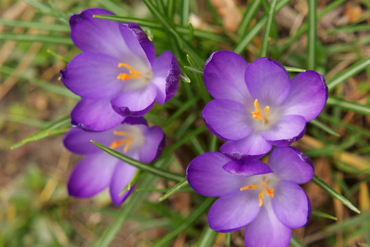Crocus