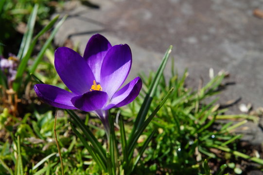 Crocus