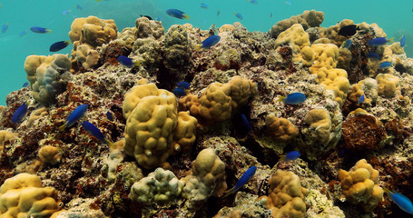 Peacock Damselfish in the Pacific Ocean. Underwater life with beautiful blue and yellow fish in the ocean. Tropical fish near coral reef. Diving in the clear water.