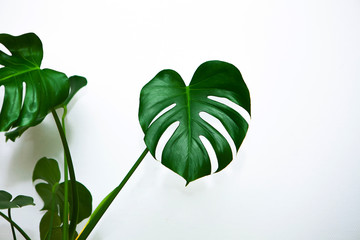 green leaf monstera © Natalia Zelenova